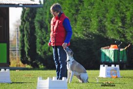 Whippet bei Rally Obedience
