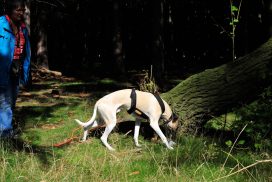 Whippet bei der Trüffelsuche