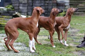 E- Wurf Amenokal 4 Monate