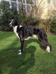 Emio like a Pearl in the Sun - Silken Windsprite