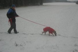 Whippet auf der Fährte