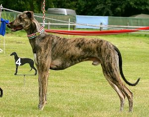 Farkas von Salomon Lajos - Magyar Agár