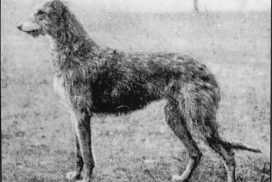 Deerhound Fatima