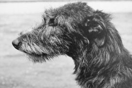 Deerhound Fulvia