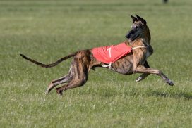Galgo Espagnol beim Coursing