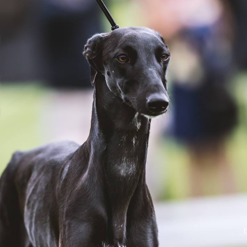 Galgo Espanol Culta Kopfportrait