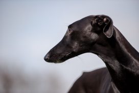 Galgo Espanol Culta Kopfportrait Christa Rodriguez