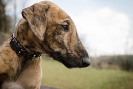 Galgo Espanol Welpe Kopfportrait