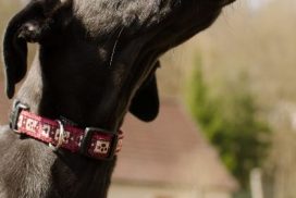 Galgo Espanol Welpe Kopfportrait