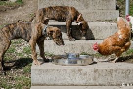 Galgo Espanol Welpen und Huhn