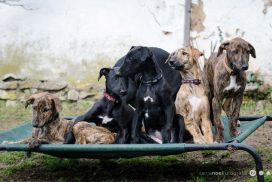 Galgo Espanol Welpen