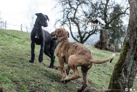 Galgo Espanol Welpen