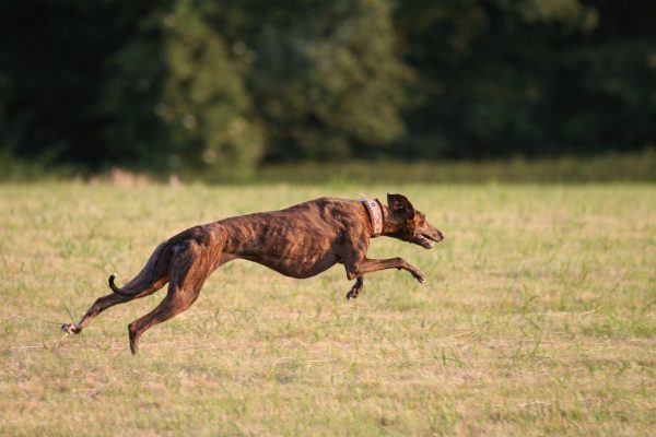 Galgo im Freilauf