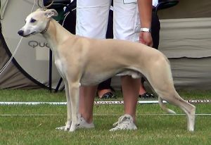 Golden Peanut's Vespucci - Whippet