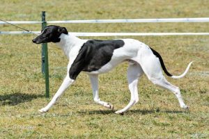 Grady el Schiras - Whippet