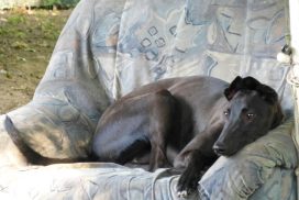 Greyhound im Sessel