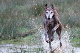 Greyhound im Freilauf
