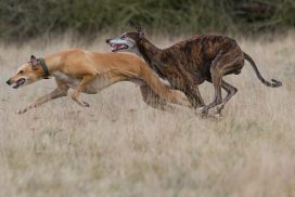 Greyhounds im Freilauf