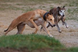 Greyhounds im Freilauf Copyright: Jürgen Bürger