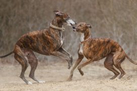 Greyhounds im Freilauf