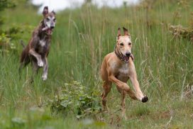 Greyhounds im Freilauf