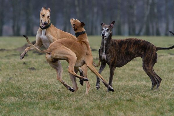 Greyhounds im Freilauf