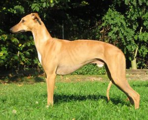Harris of Dulmanian Stars - Whippet