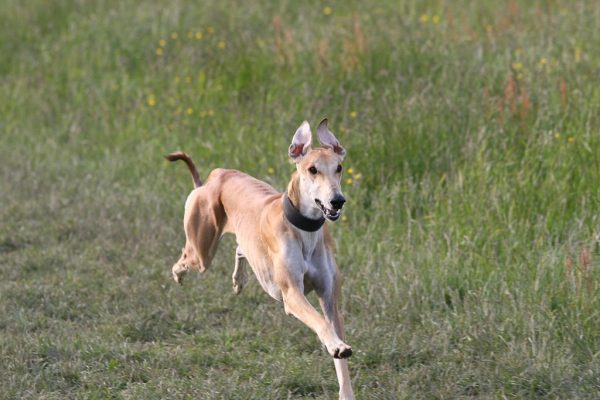 Hortaya Borsaya im Freilauf