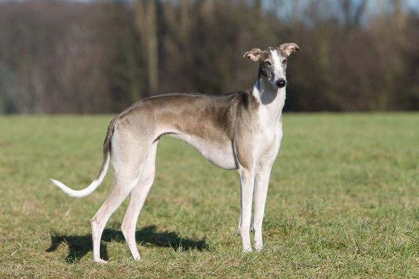 Hortaya Borsaya im Freilauf