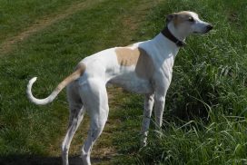 Hui´s Morningstar Árpád - Magyar Agár