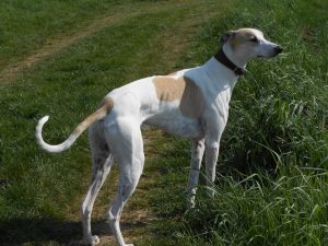 Hui´s Morningstar Árpád - Magyar Agár