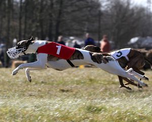 Hurricane of Dulmanian Stars - Whippet