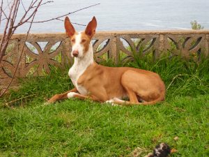 Podenco Canario