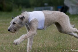 Irish Wolfhound beim Coursing