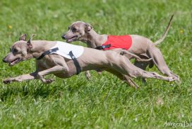 Italienische Windspiele beim Coursing