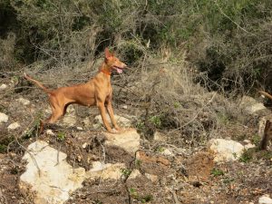 Podenco Canario
