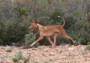 Podenco Canario