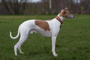 Jay Lewis of Dulmanian Stars - Whippet