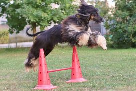 Afghanischer Windhund springt