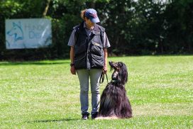 Afghanischer Windhund beim Teamtest
