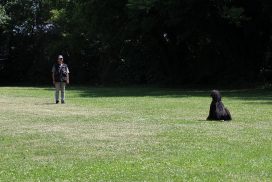 Afghanischer Windhund beim Teamtest