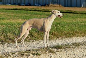 Jucundas Catch me Coby - Whippet