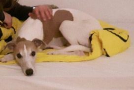 Whippet als Therapiehund im Kinderheim