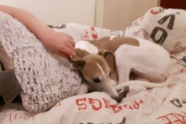 Whippet als Therapiehund im Kinderheim