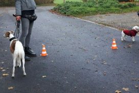 Kaspar als Therapiehund