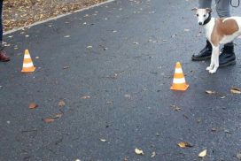 Whippet als Therapiehund