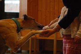 Katatjuta´s Greyhounds bei der Therapiearbeit