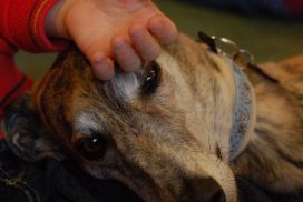 Katatjuta´s Greyhounds bei der Therapiearbeit