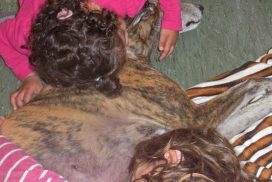 Katatjuta´s Greyhounds bei der Therapiearbeit