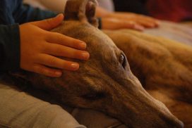 Katatjuta´s Greyhounds bei der Therapiearbeit